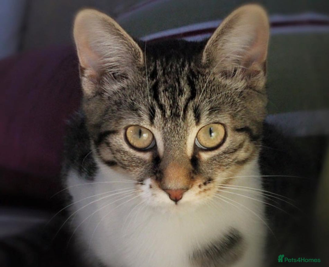 Mixed Breed cats for sale: Looking for a new home for my cat. Willow - Advert 1