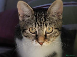 Mixed Breed cats Looking for a new home for my cat. Willow - Advert 16