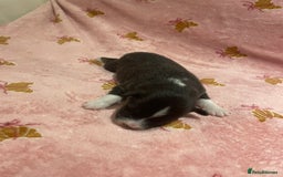 Australian Shepherd dogs for sale: Exceptional Australian Shepherd Puppies - Image 18