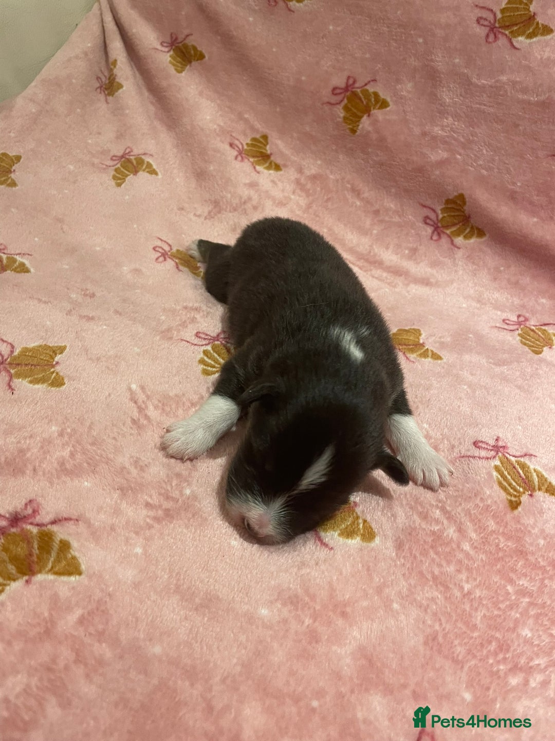 Australian Shepherd dogs for sale: Exceptional Australian Shepherd Puppies - Image 18