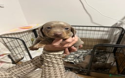 Dachshund dogs for sale: Dutch hound Puppys Miniature - Image 1