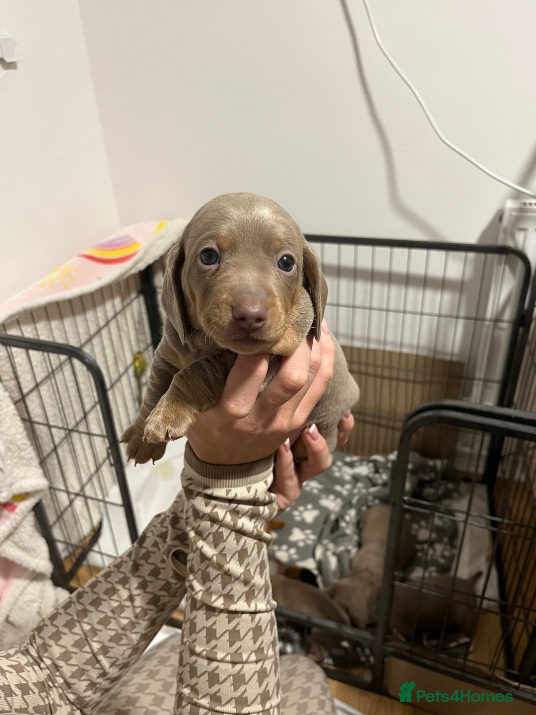 Dachshund dogs for sale: Dutch hound Puppys Miniature - Image 1