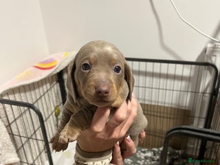 Dachshund dogs - Advert 15