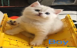 British Shorthair cats for sale: GCCF reg British Shorthair Kittens in Liverpool - Image 1