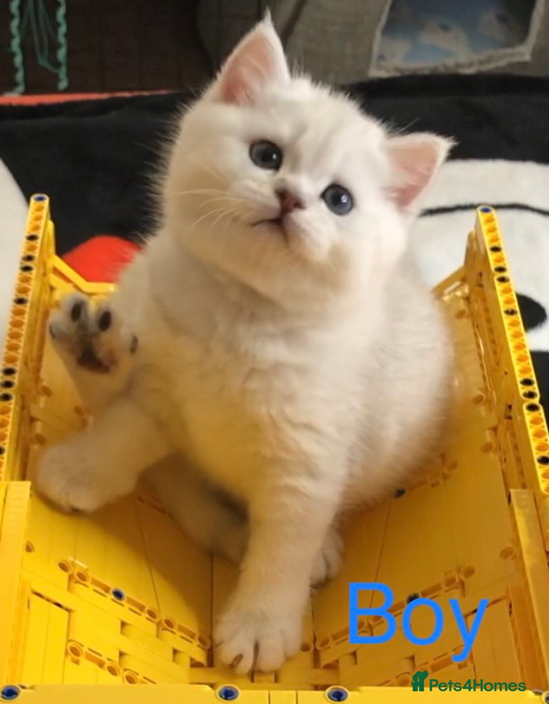 British Shorthair cats for sale: GCCF reg British Shorthair Kittens in Liverpool - Image 1