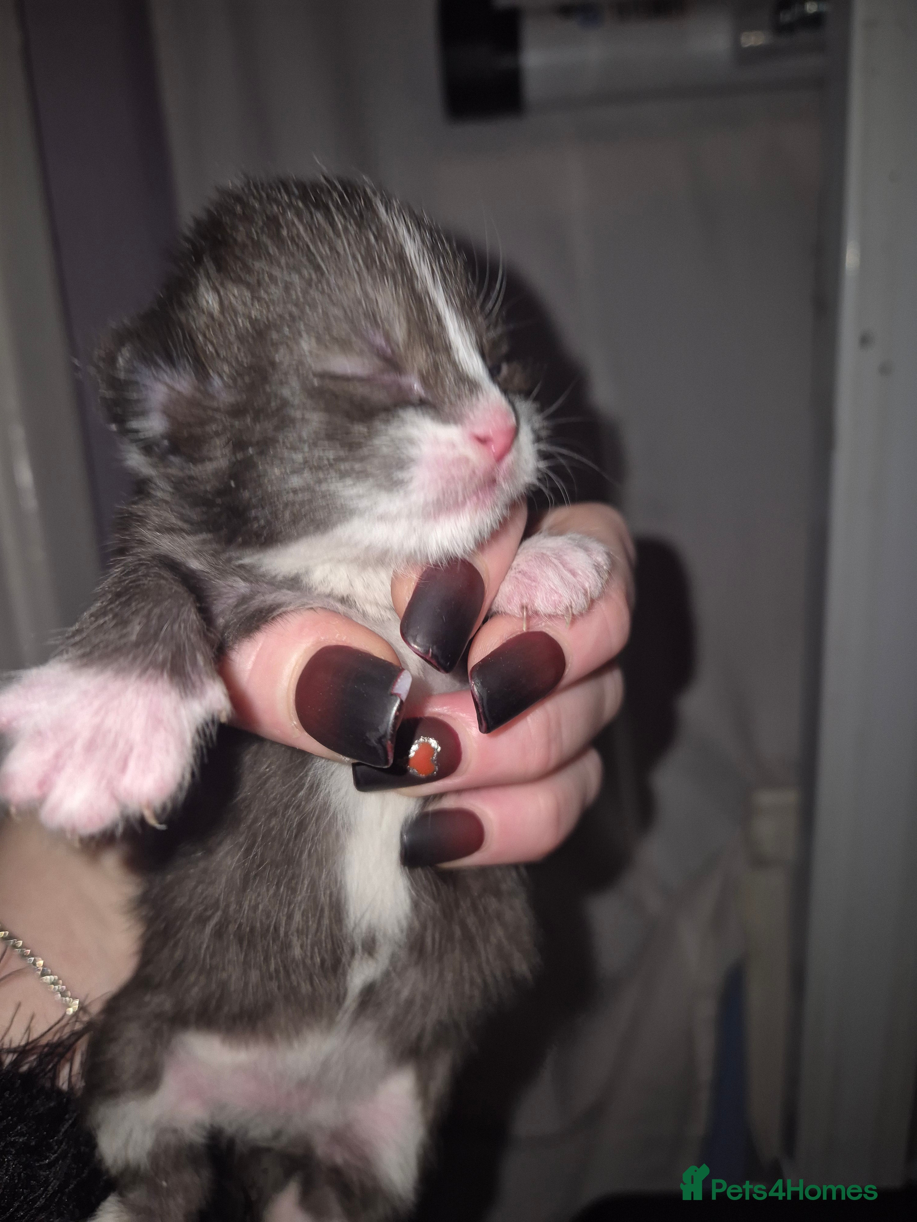 Domestic Shorthair cats 1 precious kitten - Advert 2