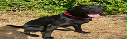 Mixed Breed dogs for sale: Labraguese Puppies for sale - Advert 3