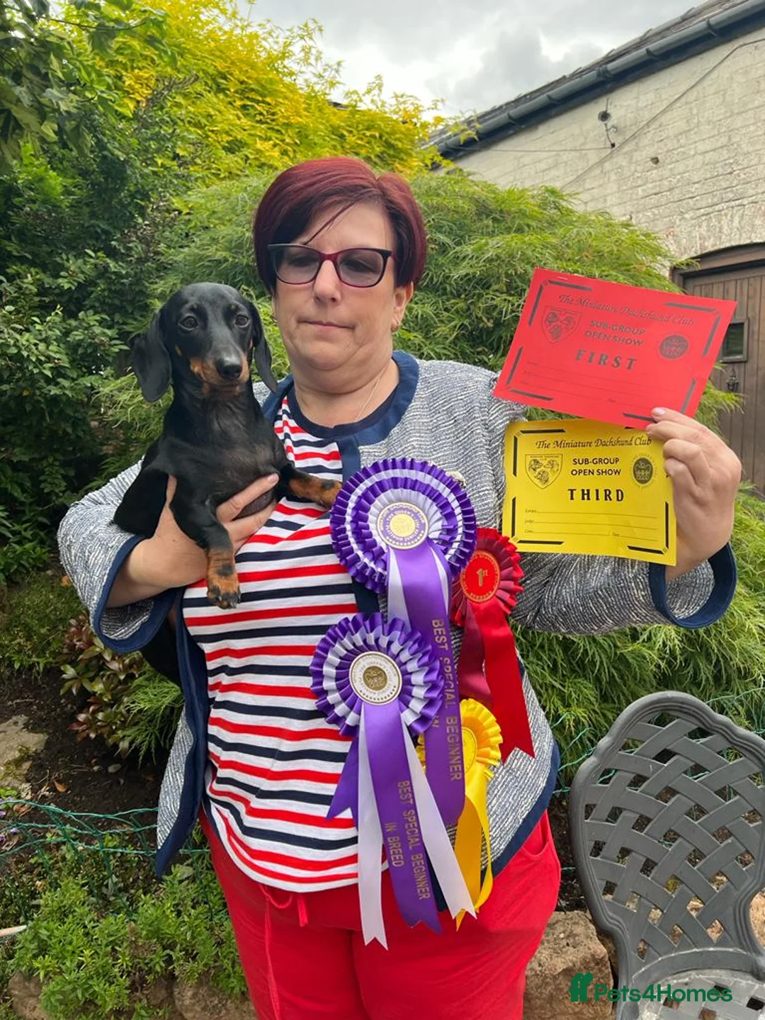 Miniature Dachshund dogs for stud: Miniature smooth haired dachshund for stud - Advert 3