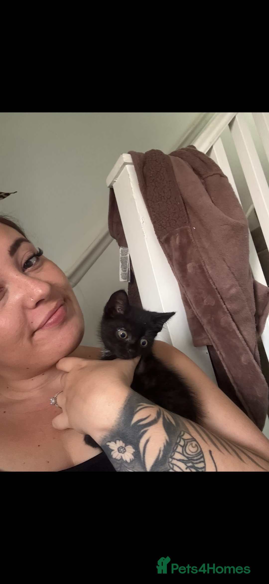 Domestic Shorthair cats for sale: 2 kittens  - Image 3