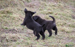 Borador dogs for sale: Labrador x Collie puppies - Image 9