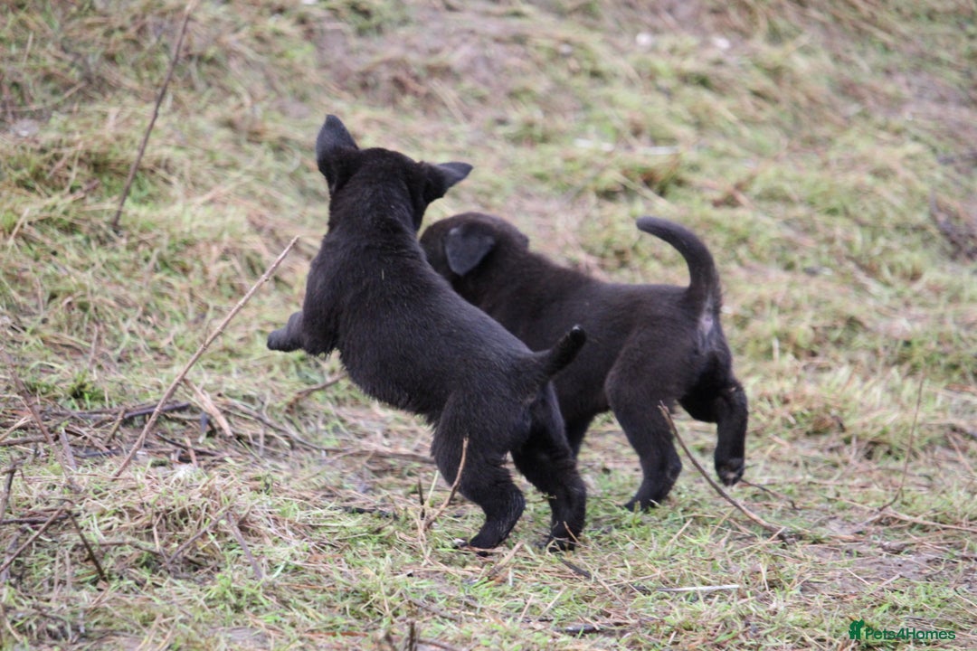 Borador dogs for sale: Labrador x Collie puppies - Image 9
