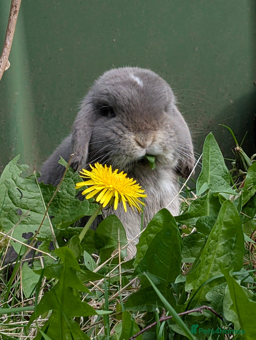 Mini Lop rabbits for sale: Adorable Mini Lop Male - Image 2