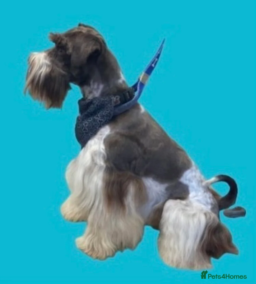 Miniature Schnauzer dogs for stud: KC Reg Choc/White Min Schnauzer MAC +BVA Clear in Coventry - Advert 13