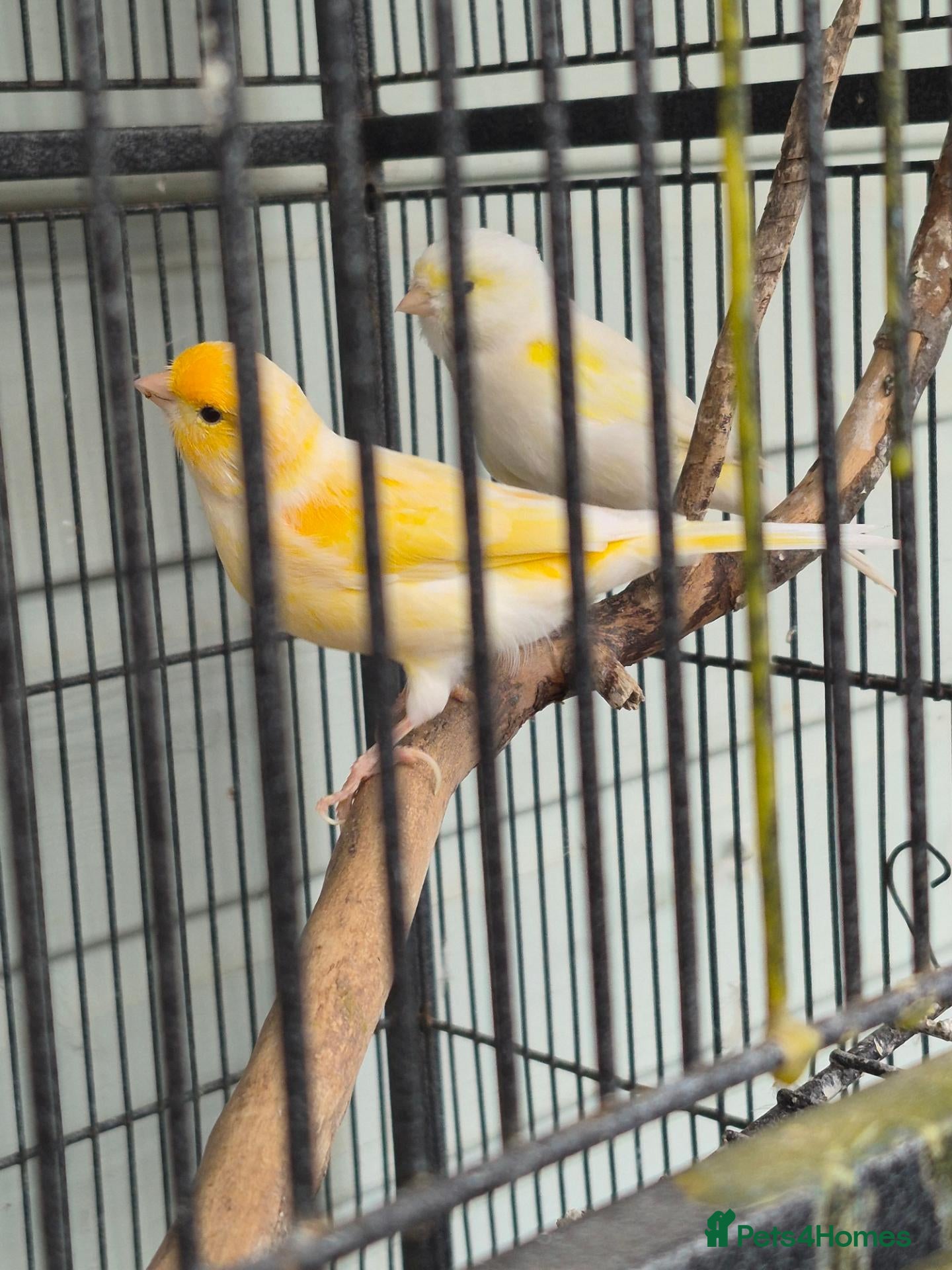 Canaries birds Canaries x 6 - Advert 2