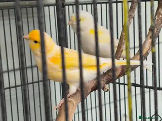 Canaries birds SOLD. Canaries x 6 - Advert 2