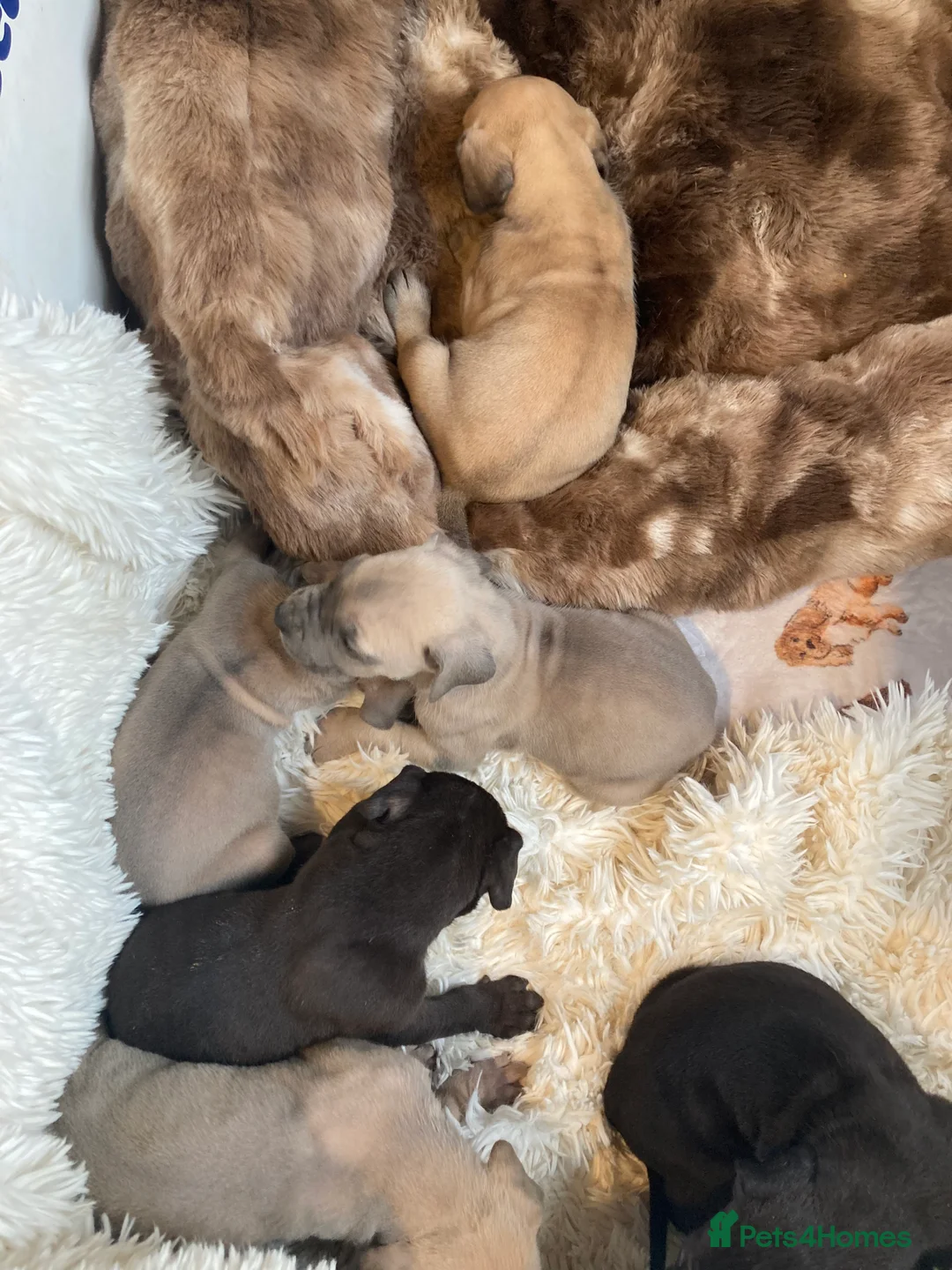 Great Dane dogs for sale: Great Dane puppies - Advert 2