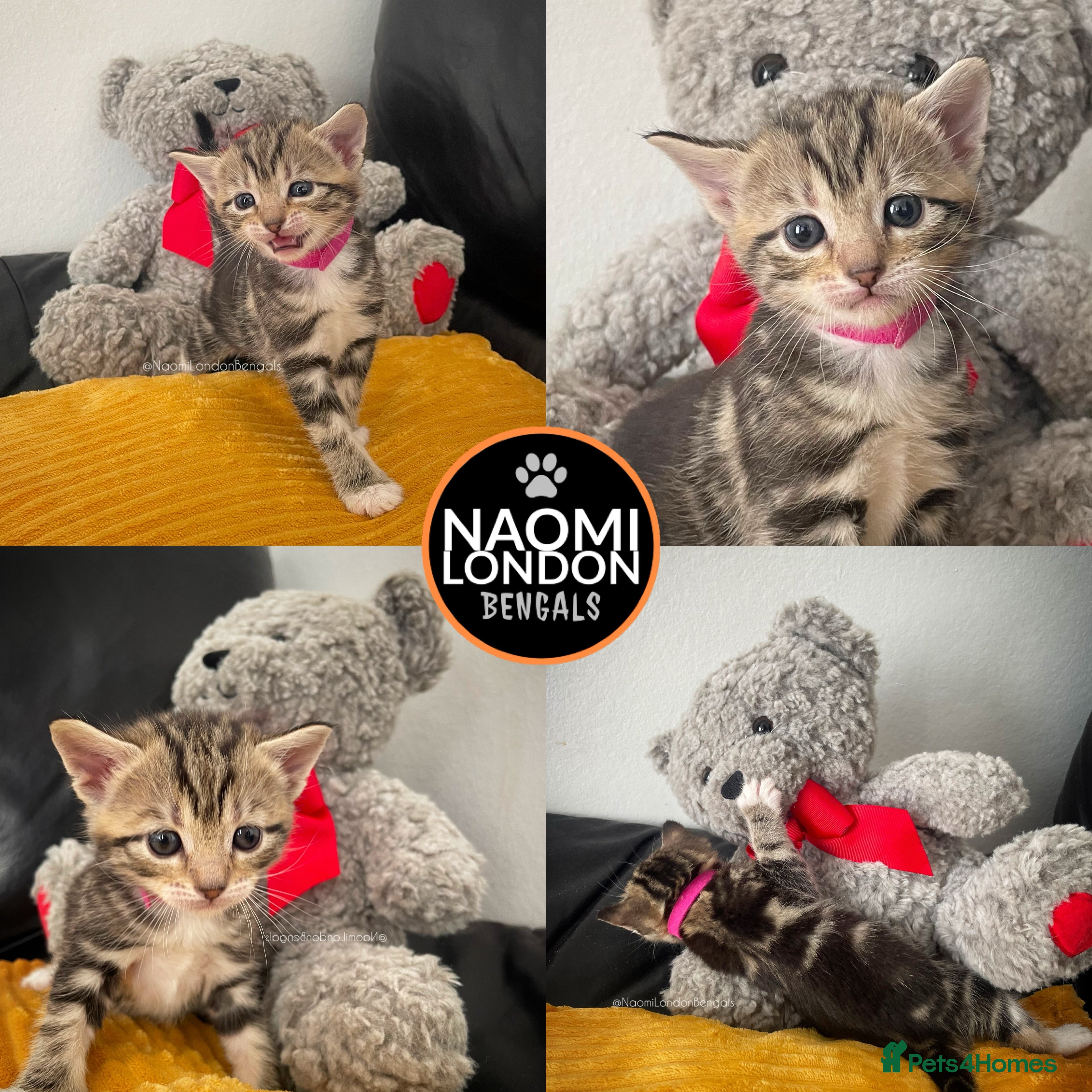Bengal cats 🌈 BENGAL KITTENS 🌈 ⭐️⭐️⭐️⭐️⭐️ - Advert 2