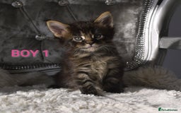 Maine Coon cats for sale: SHOW QUALITY MAINE COON KITTENS  - Image 6
