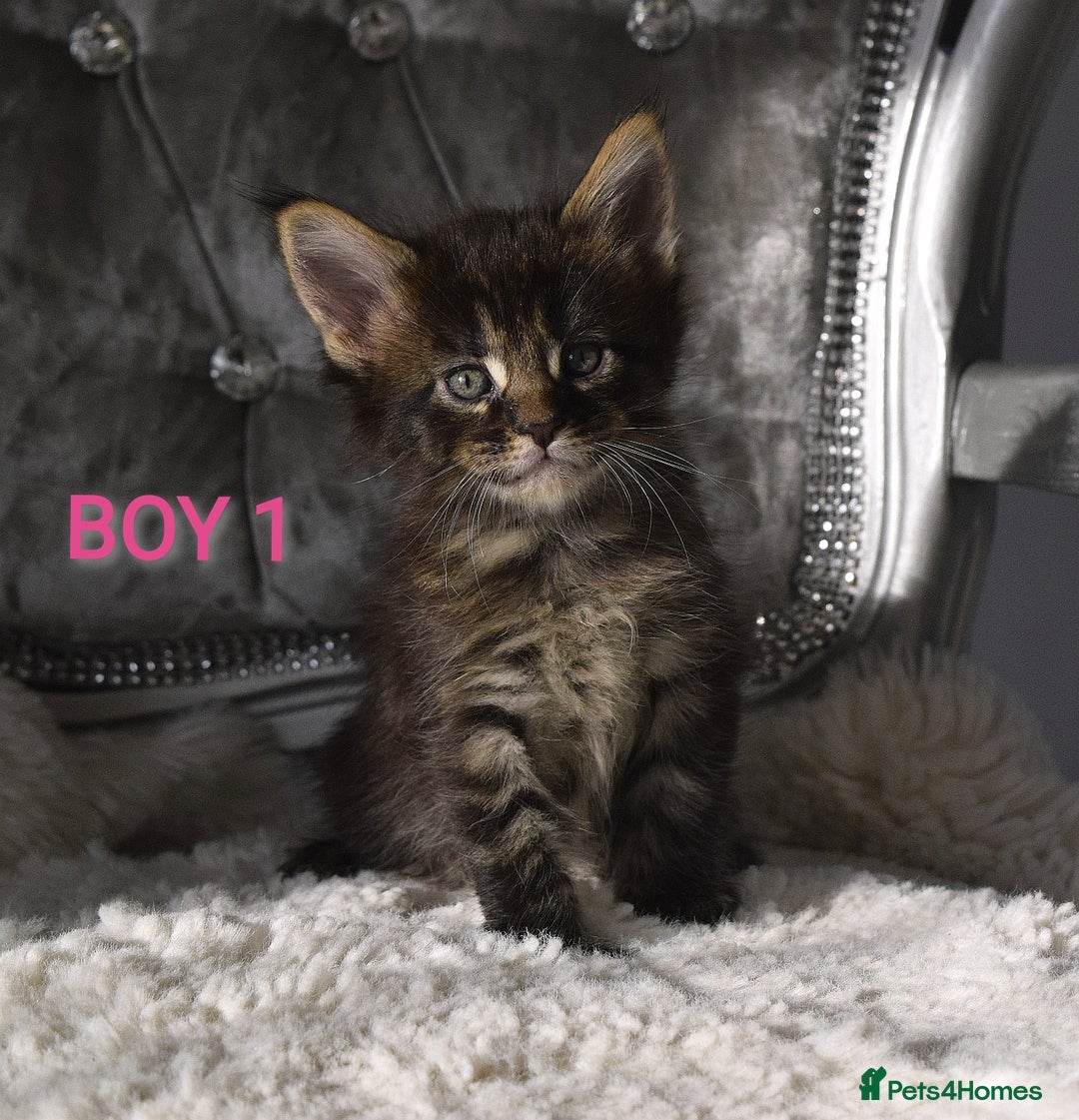 Maine Coon cats for sale: SHOW QUALITY MAINE COON KITTENS  - Image 6
