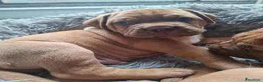 Brown collar