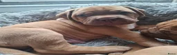 Mixed Breed dogs for sale: Muscle mastiff puppies  - Advert 14