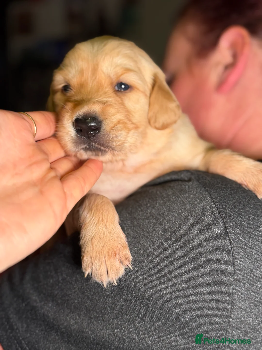 Golden Retriever dogs for sale: Beautiful KC Reg Golden Retrievers - Advert 17