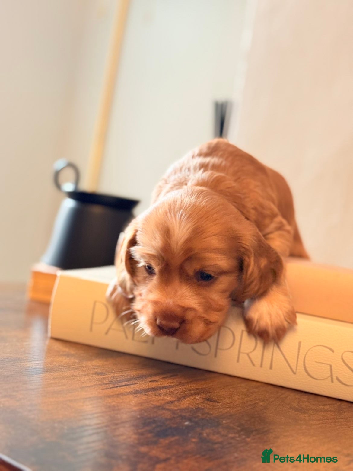 Cocker Spaniel dogs Show type cocker spaniels  - Advert 1
