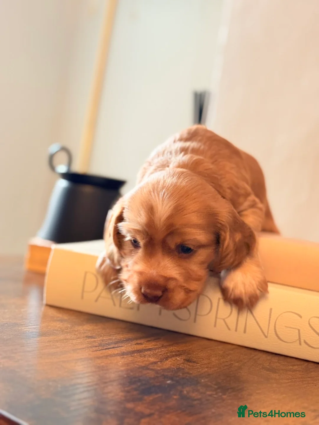 Cocker Spaniel dogs for sale: Show type cocker spaniels  - Advert 1