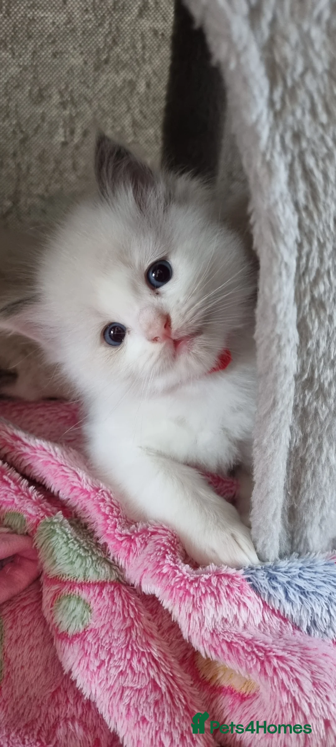 Ragdoll cats for sale: Fluffy Ragdoll  kittens  - Advert 18