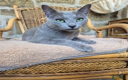 Russian Blue cats for sale: TICA pedigree russian blue adult sisters - Image 4