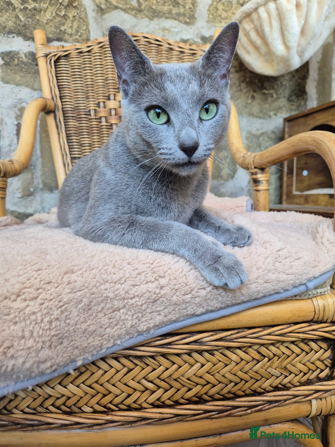 Russian Blue cats for sale: TICA pedigree russian blue adult sisters - Image 4