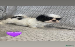 Lhasa Apso dogs for sale: Beautiful Lhasa Apso  - Image 21