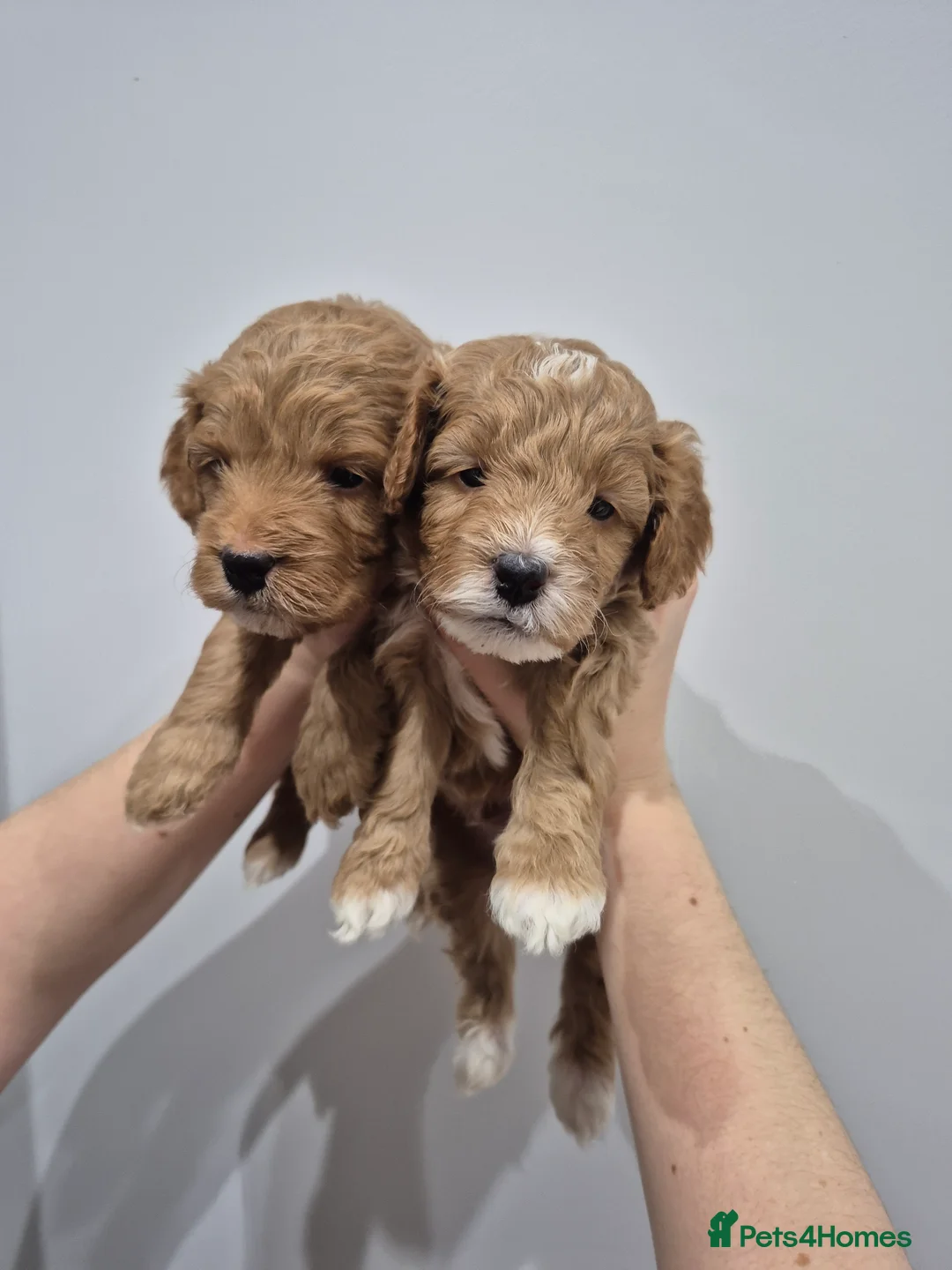 Cockapoo dogs for sale: Last boy remaining. F1B red cockapoo puppies - Advert 16