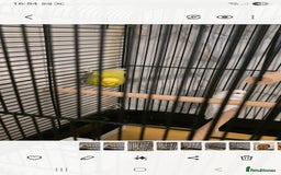 Budgerigars birds for sale: Budgies for sale boy and girl - Image 4