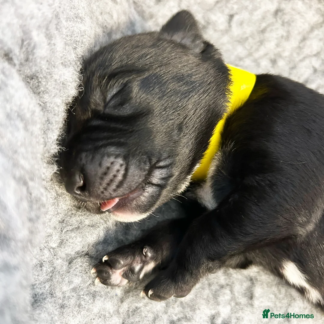 Borador dogs for sale: Borador Puppies - Fully Health Tested - Advert 8