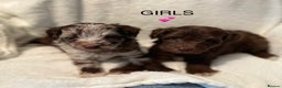 Poodle dogs for stud: KC CHOCOLATE AND WHITE SCHNAUZER STUD MAC +BVA 👍 in Coventry - Advert 21