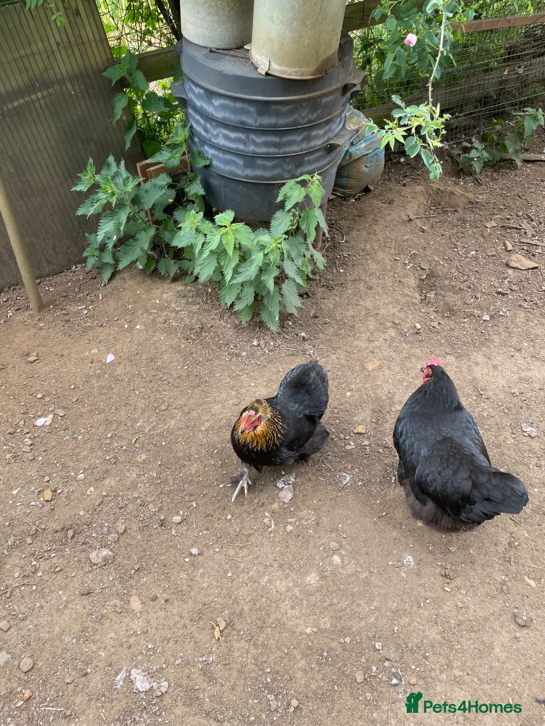 Mixed Breed poultry for sale: Chickens x 5 & 2 ducks in Sandy - Advert 2