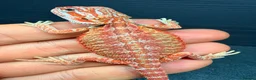 Bearded Dragon reptiles for sale: Red Monster baby bearded dragons ready to go!  - Advert 7