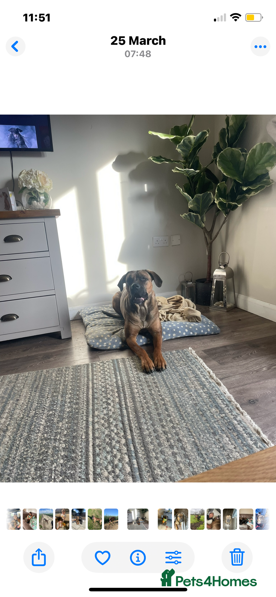 Cane Corso dogs for sale: 9 beautiful cane corso pups for sale - Image 12