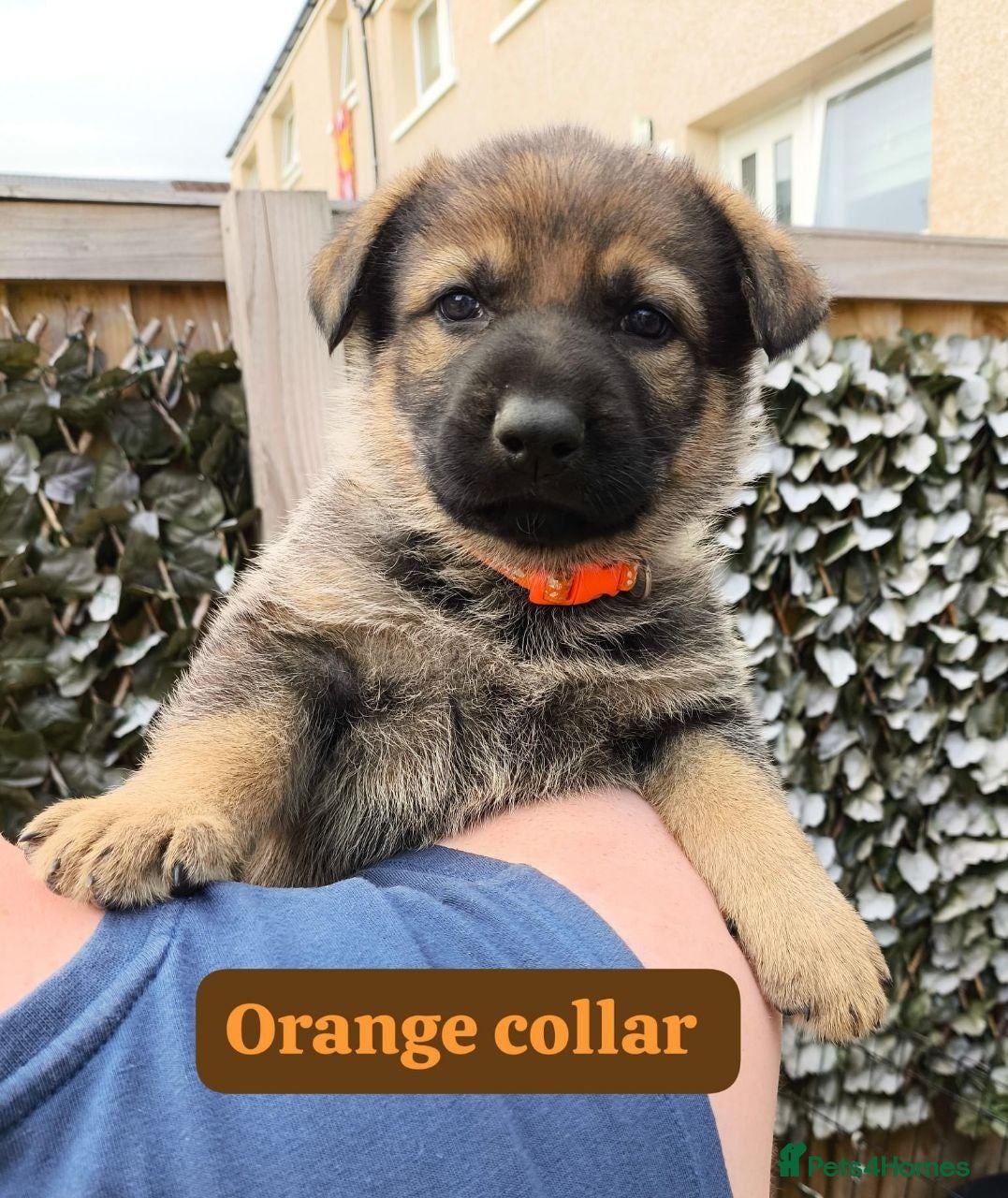 German Shepherd dogs German shepherd puppies  - Advert 4