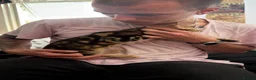 Bengal cats for sale: Adorable bengal kittens - marble bengal   in London - Advert 23