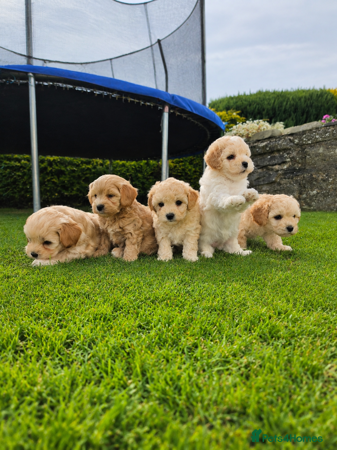 Cavapoochon dogs 5 Gorgeous Cavapoochons  - Advert 1