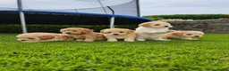 Mixed Breed dogs for sale: 5 Gorgeous Cavapoochons  - Advert 12