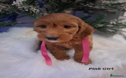 Cockapoo dogs for sale: RED COCKAPOO PUPS - Advert 5