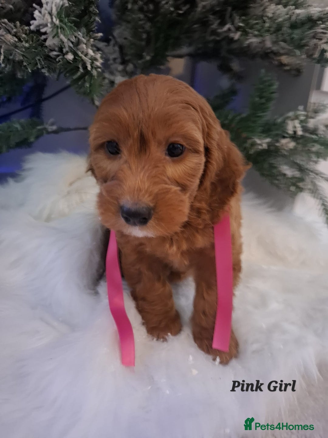 Cockapoo dogs for sale: RED COCKAPOO PUPS - Advert 5