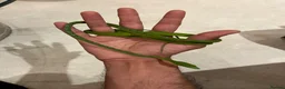 Snake reptiles for sale: Asian Vine Snake - the most beautiful snake! - Advert 5