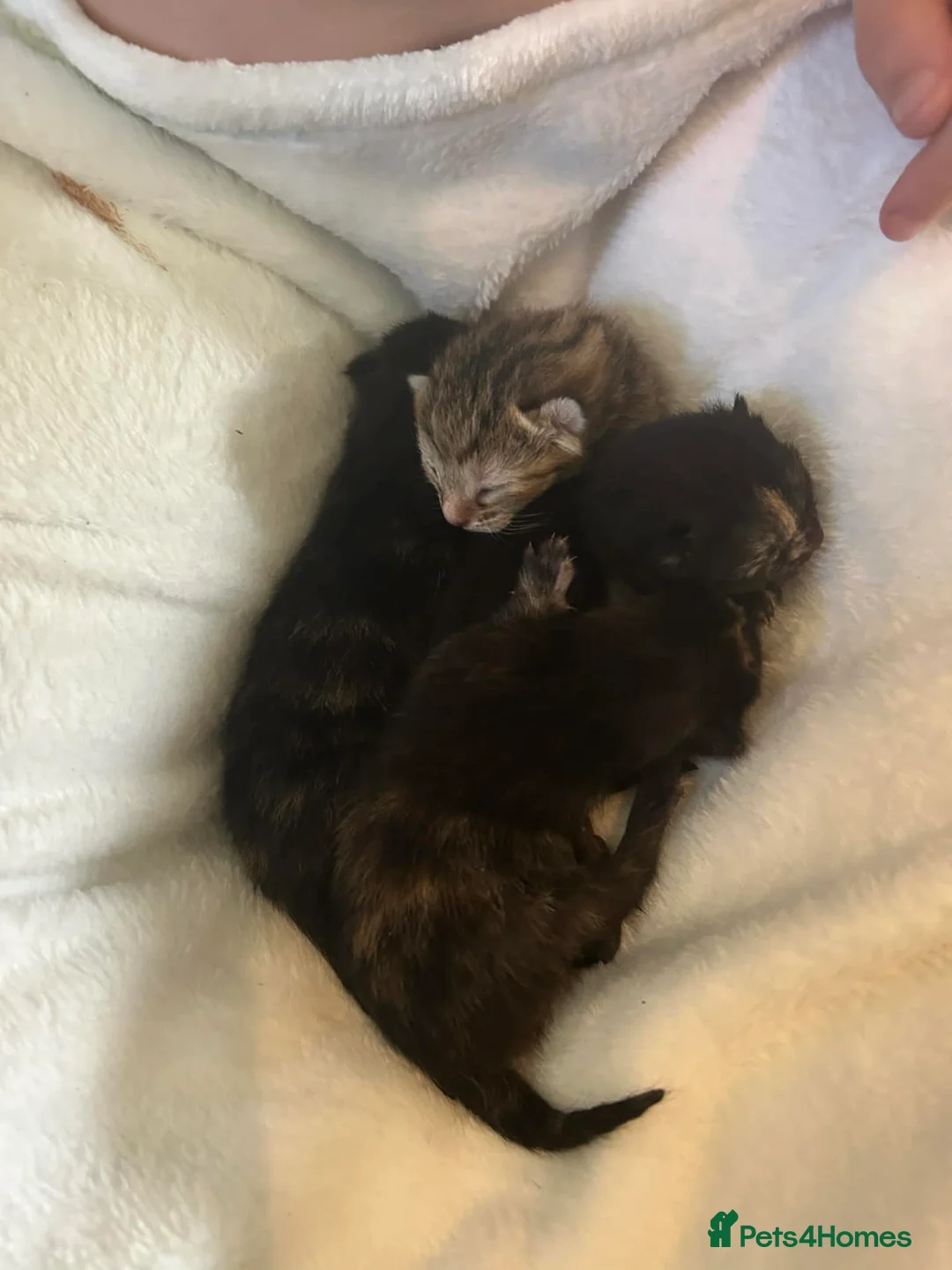 Mixed Breed cats for sale: kittens  in Buckfastleigh - Advert 2