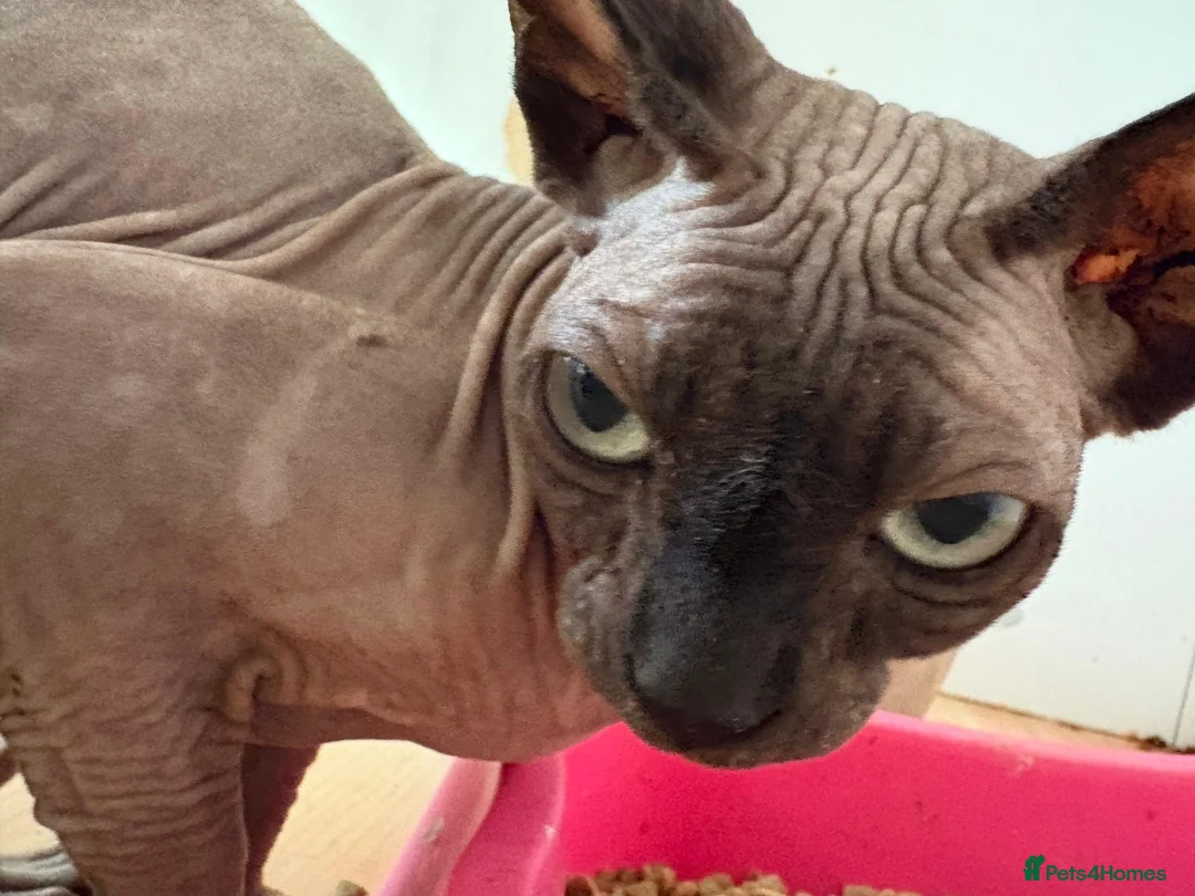 Exotic cats for sale: Beautiful Bonded Sphynx cats Mother & Daughter  in London - Advert 5