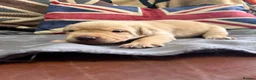Labrador Retriever dogs for sale: Stunning KC Registered Labrador Puppies FTC Lines - Advert 14