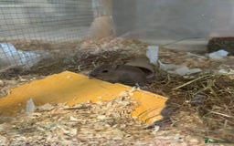Gerbil rodents for sale: Female gerbils  - Image 1